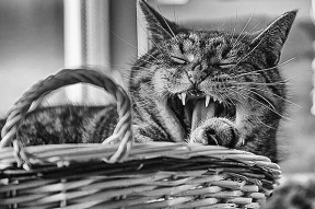 Strooper Productions