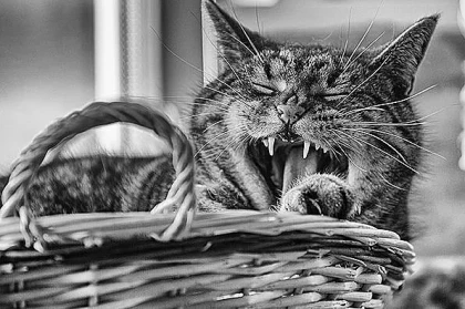 Strooper Productions